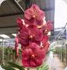 V. Britzs Heartthrob x (Pranermpai x Piroj)